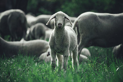Sheep standing in field