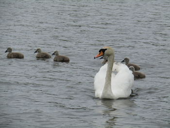 Swans swimming in lake