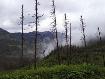 Plants growing on land against sky