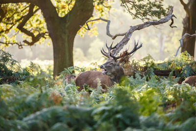 Deer on field