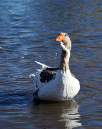 Close-up of duck swimming in lake