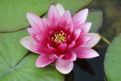 Close-up of pink water lily