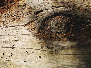 Full frame shot of tree trunk