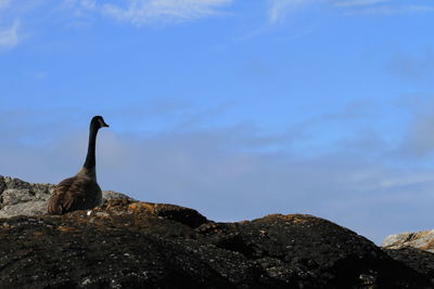 Bird perching on rock against sky