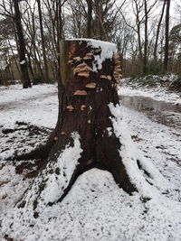 Tree in forest during winter