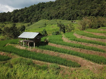 Scenic view of agricultural field