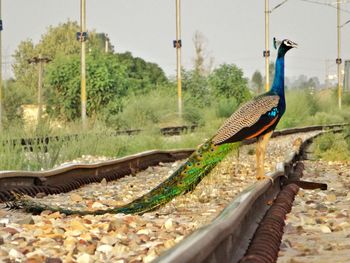 Close-up of bird perching against sky