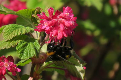 Close-up of insect on pink flower