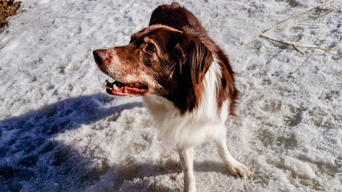 High angle view of dog on snow