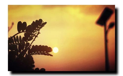 Close-up of plant against sky during sunset