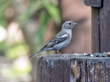 Close-up of bird perching on wood