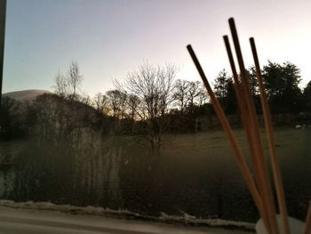 Close-up of plants against sky during sunset