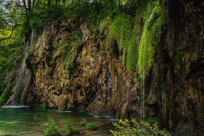 Scenic view of river amidst trees in forest