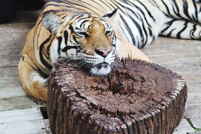 Close-up portrait of tiger