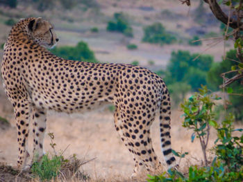 View of a cat on land