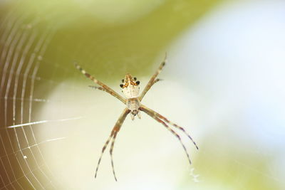 Close-up of spider on web