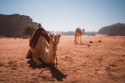 Camel on sand at desert