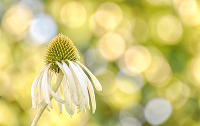 Close-up of flower growing outdoors