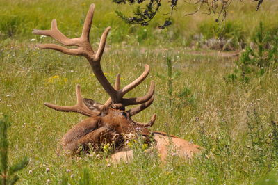 Close-up of deer on grassy field