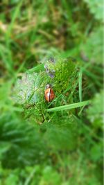 Close-up of crab on grass