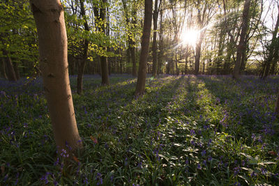 Sun shining through trees