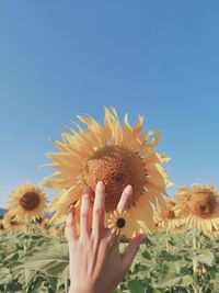 Close-up of hand holding sunflower against clear sky