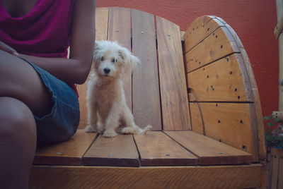 Low section of man with dog sitting on wood