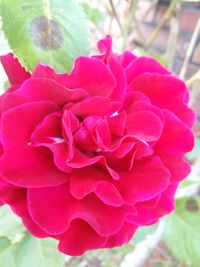 Close-up of flower blooming outdoors