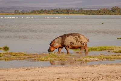 Horse grazing in lake