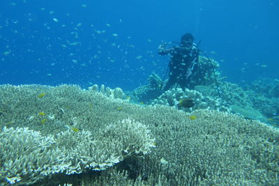 Full frame shot of coral swimming in sea