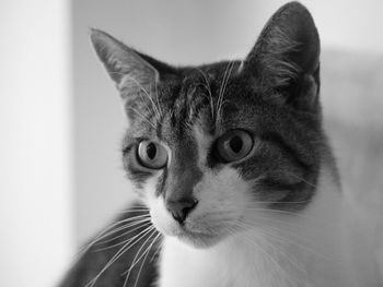 Close-up portrait of cat