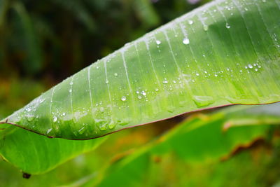 Close-up of raindrops on leaf