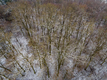Full frame shot of trees on field