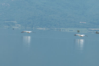 Seagulls flying over sea