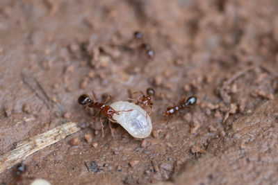 Close-up of insect on rock