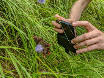 Cropped hands of man photographing butterflies pollinating purple flower