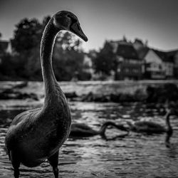 Close-up of swan on a river