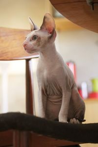 Close-up of a cornish rex kitten 