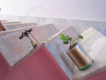 High angle view of potted plant on table