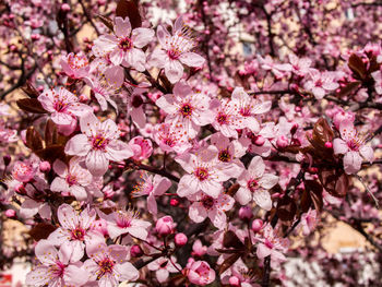 Close-up of pink flowers on tree