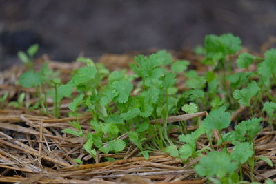 Close-up of leaves on field