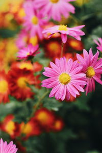 Close-up of pink flowering plants