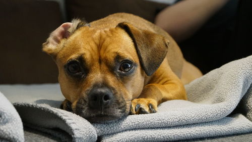 Close-up portrait of dog resting at home