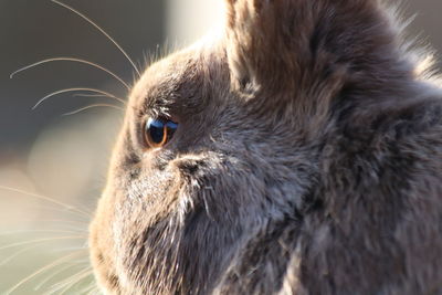 Close-up portrait of a cat