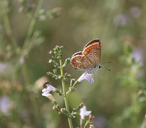 Close-up of butterfly pollinating on flower