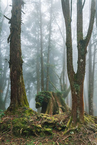 Trees in forest