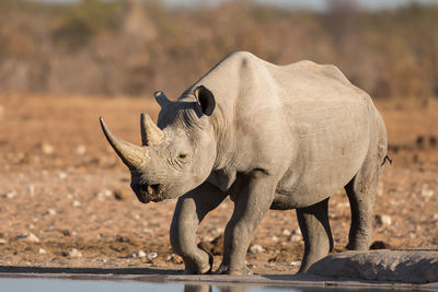 Rhinoceros standing at lakeshore