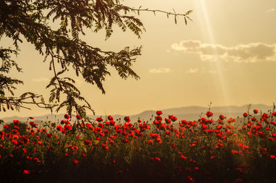 Yellow flowers blooming on field against sky during sunset