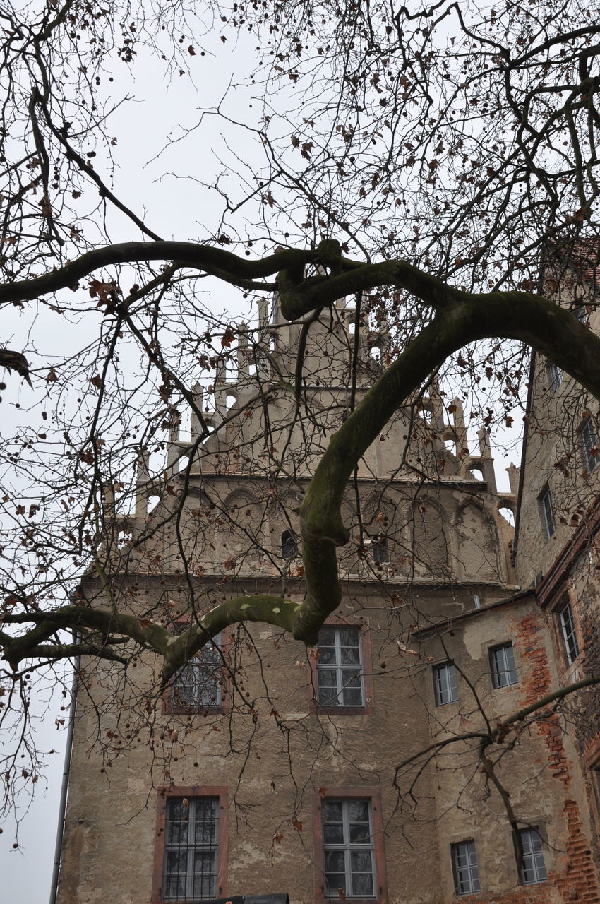 LOW ANGLE VIEW OF TREE AGAINST BUILT STRUCTURE