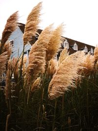 Close-up of stalks in field against sky